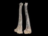 tibia