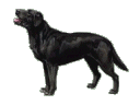 dog-graphics-labrador-404900