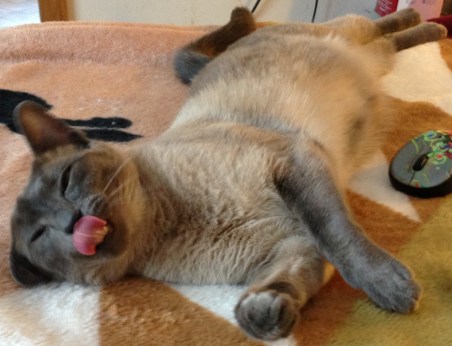 Eloise- Mouse Killer