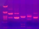Sequencing gel
