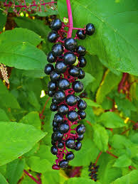 Pokeweed